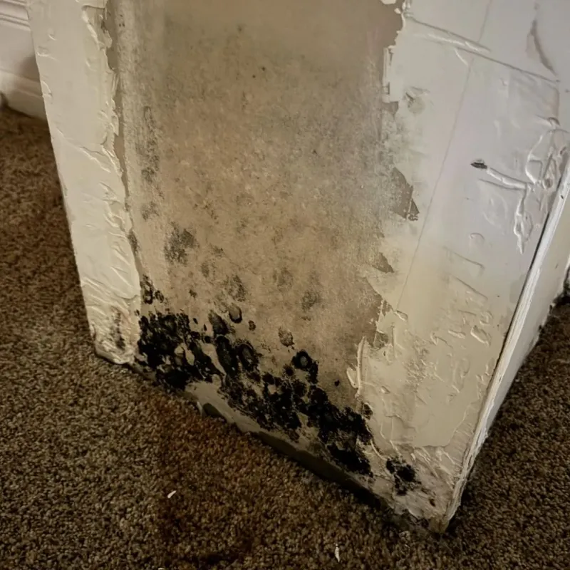 Professional Mold Removal in Henry Fork, VA